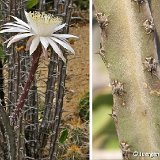 Peniocereus greggii transmontanus JM ex Tucson, Arizona, USA   ÉPUISÉ - OUT of STOCK - AGOTADO